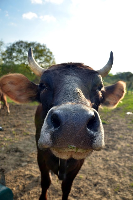 Free Cow Horns photo and picture