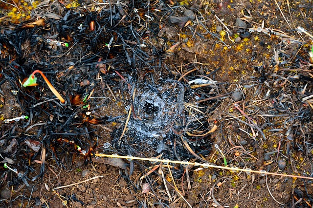 Free Spiderweb Rain photo and picture