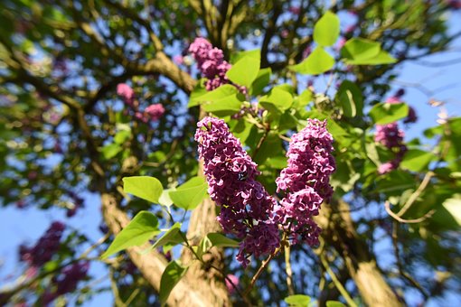 Free Lilac Flower photo and picture