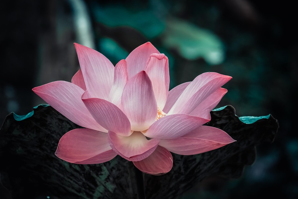 Flowesr, Lotus, Nature, Pink, Flowers, Pond, Peace
