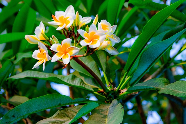 Free Flowerslovers Flower photo and picture