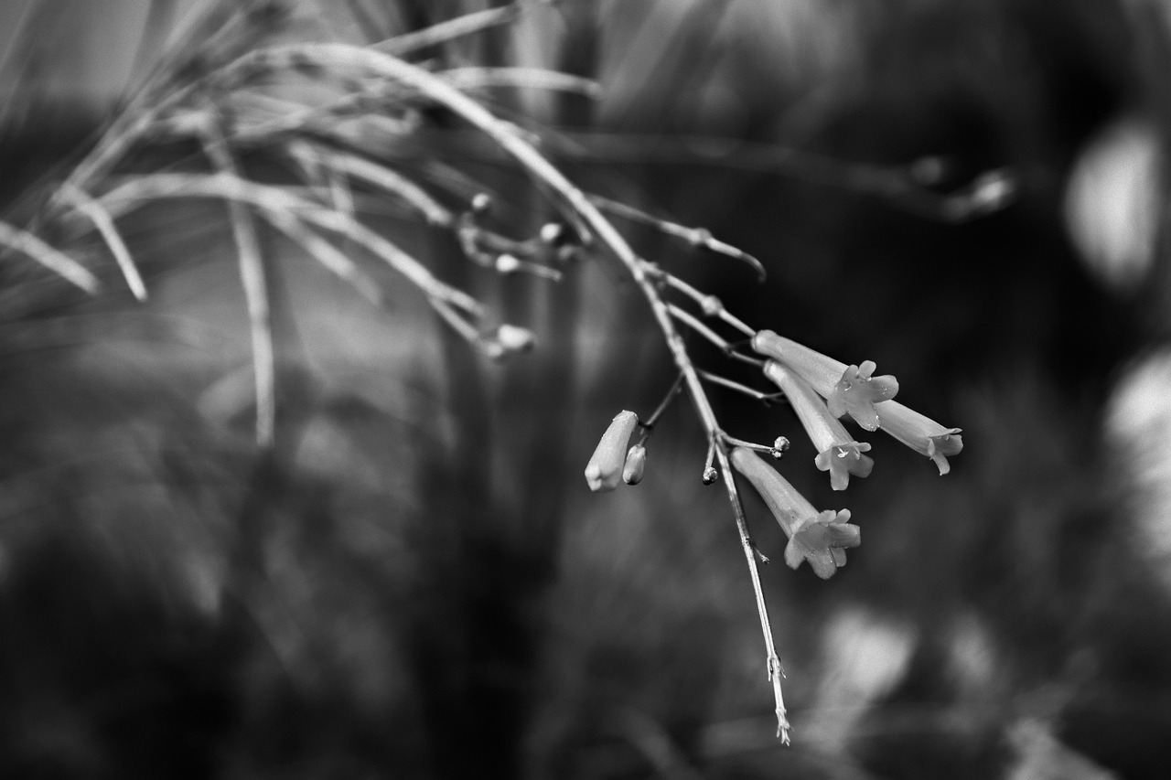Un dessin en noir et blanc d'un bouquet de fleurs | Vecteur Premium