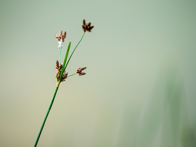 Gras, Pflanze, Natur, Wiese, Grün