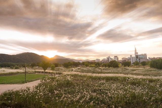 Free Park Silver Grass photo and picture