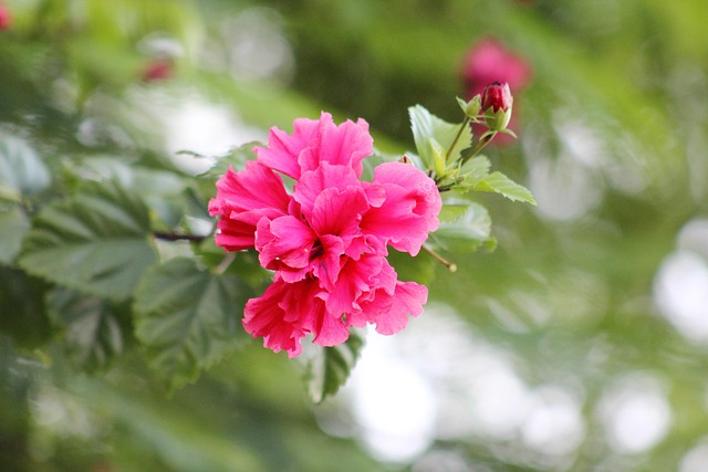 Free Red Flower Wallpaper photo and picture
