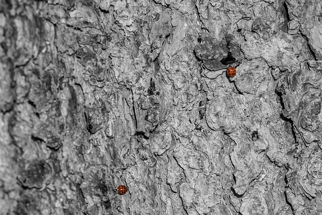 Marienkäfer, Rot, Baumrinde, Schwarzweiß