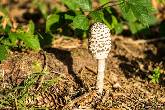 Pilz, Wald, Herbst, Natur