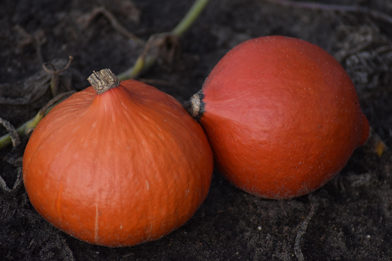 Pumpkins - free online jigsaw puzzle photo