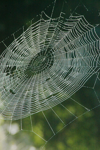 Natur, Skov, Web, Dug