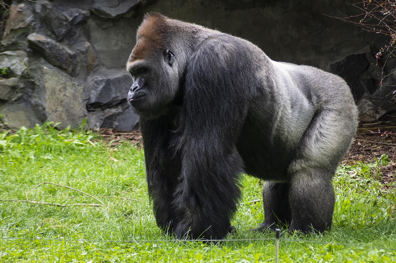 1 000 Free Gorila Gorilla Images Pixabay