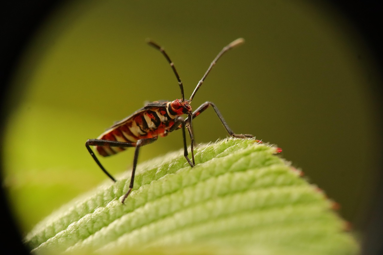 Bug Inseto Inseto Natureza Bug Percevejo - Foto gratuita no Pixabay