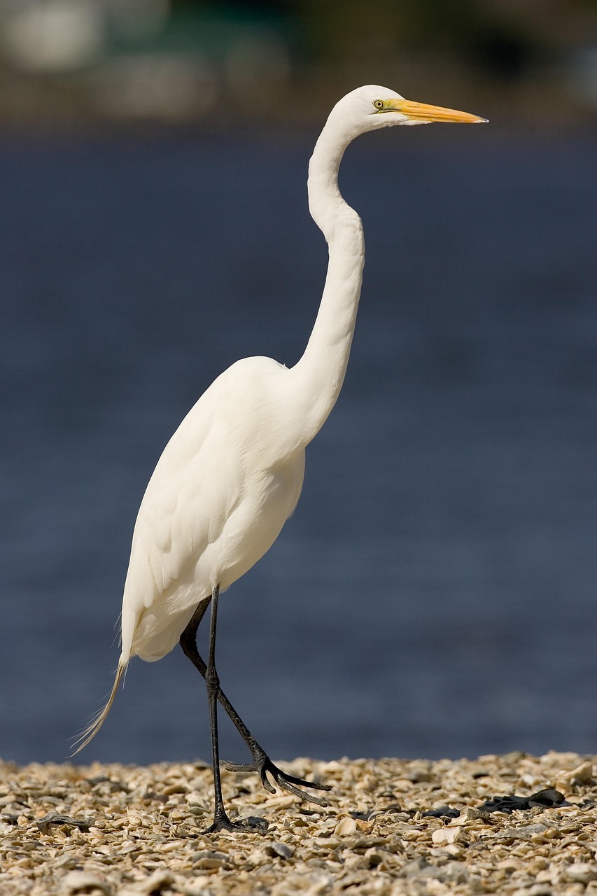 Great Egrets Bird White Free Photo On Pixabay Great Egrets Bird White Free Photo On Pixabay