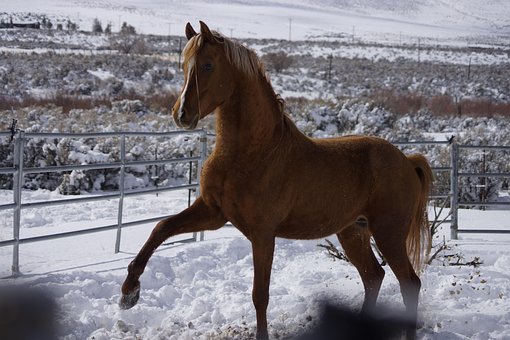Free Horse Winter photo and picture