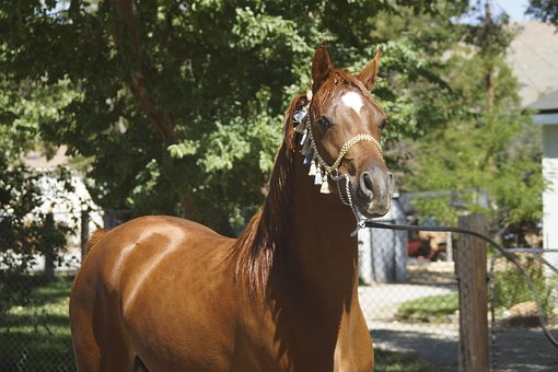 Free Horse Arabian photo and picture