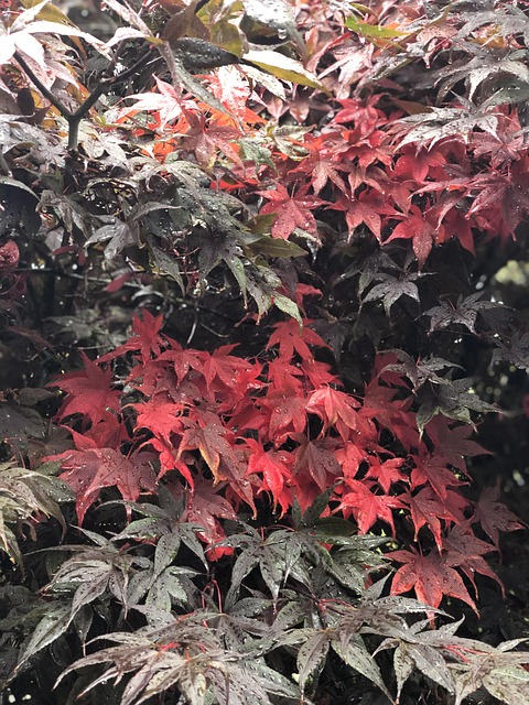 Canada, Bc, Port Moody, Natur, Landskab