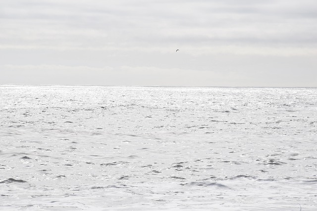 Free Sea Light photo and picture