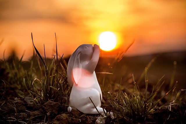 Free Easter Rabbit photo and picture