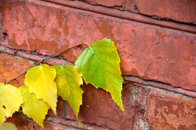 Free Autumn Sheet photo and picture