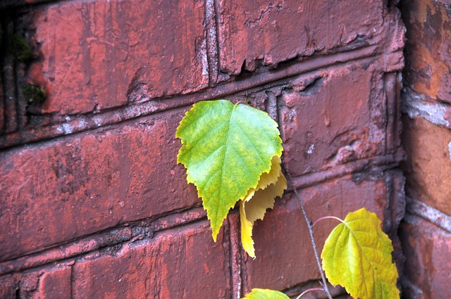 Free Autumn Sheet photo and picture