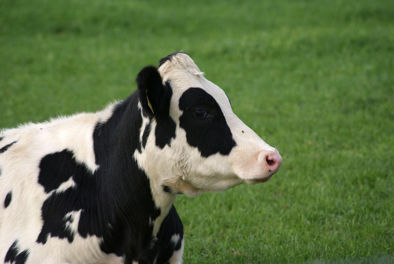 Cow - free online jigsaw puzzle photo