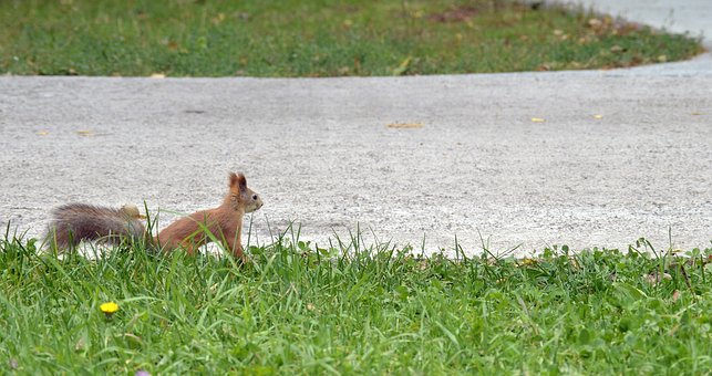 Free Squirrel The Park photo and picture