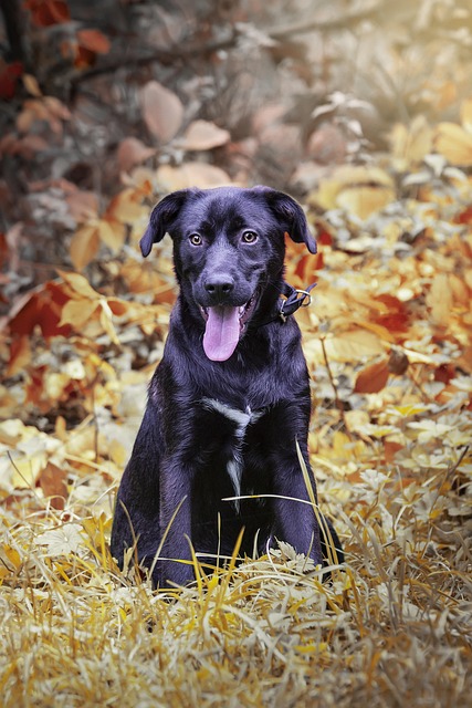 Cão, Queda, Filhote De Cachorro, Animal