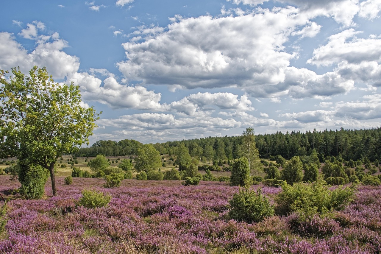 Free Germany Juniper Heather photo and picture