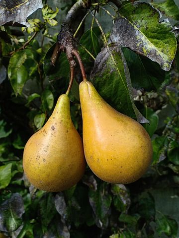 Peren, Peer, Fruit, Vrucht, Conferentie