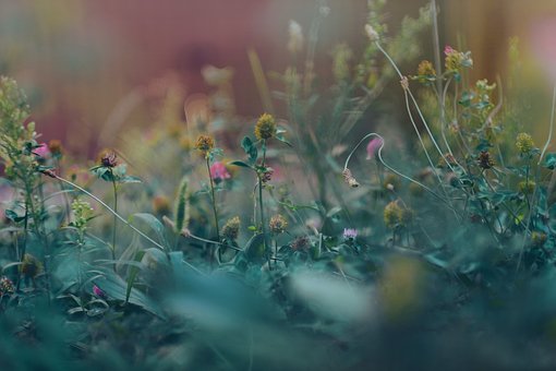 100,000+ Free Flower Garden & Garden Images