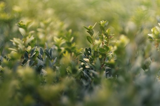 Free Nature Green photo and picture