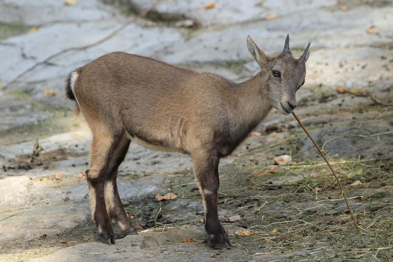 Capricorn Animals Mammals - Free photo on Pixabay - Pixabay