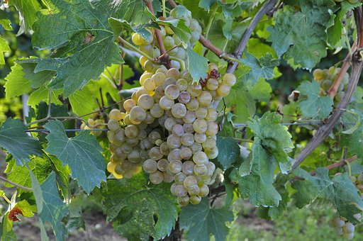 Free Grapes Bianca photo and picture