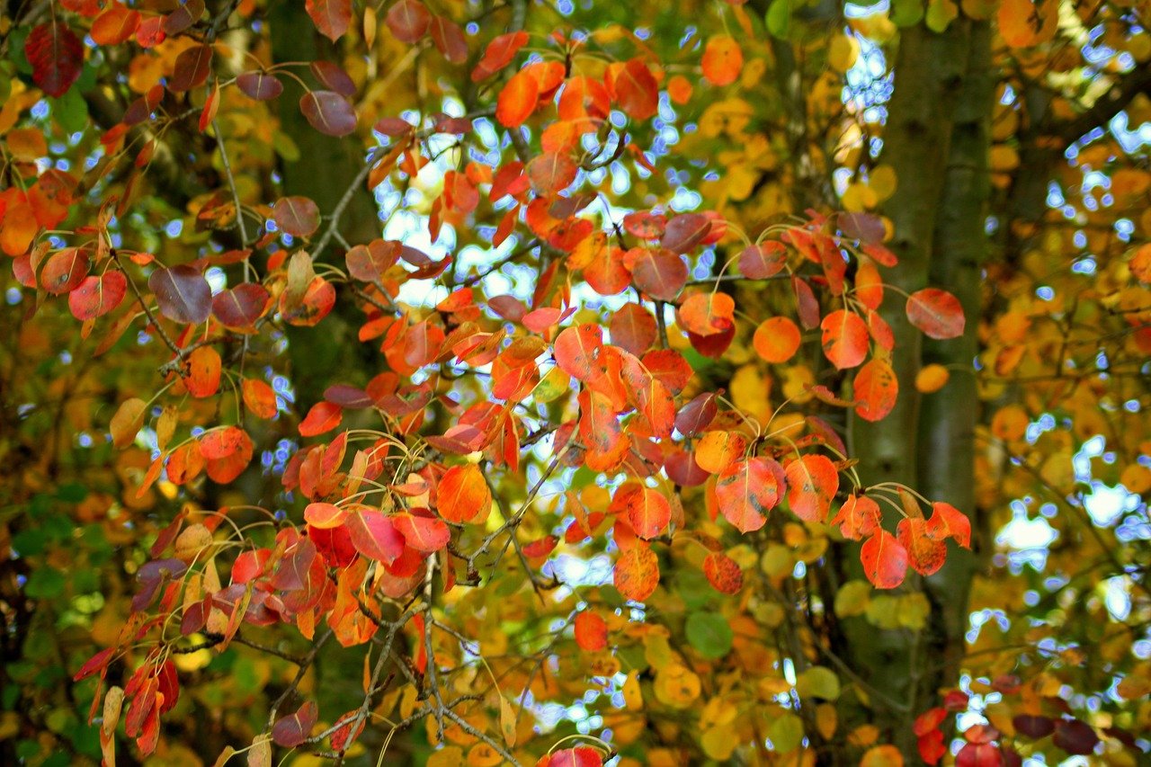 Autumn Tree Red Leaves Season In - Free photo on Pixabay - Pixabay