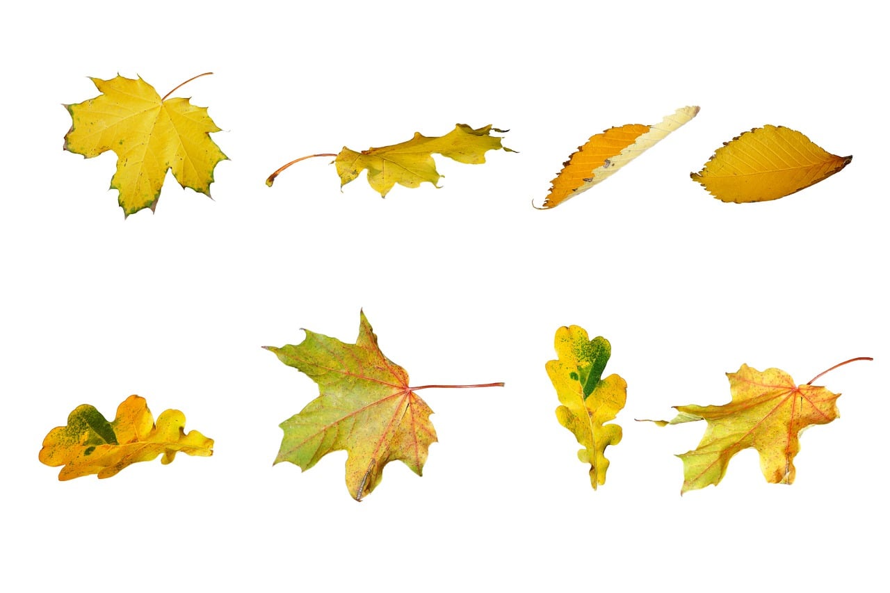 300+ kostnadsfria Höstlöv- och Natur-illustrationer - Pixabay