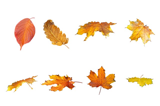 Download free HD stock image of Fall Leaves Free fall leaves leaf illustration