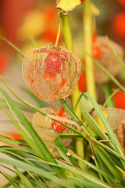 Physalis, Lampion, Blumen, Orange