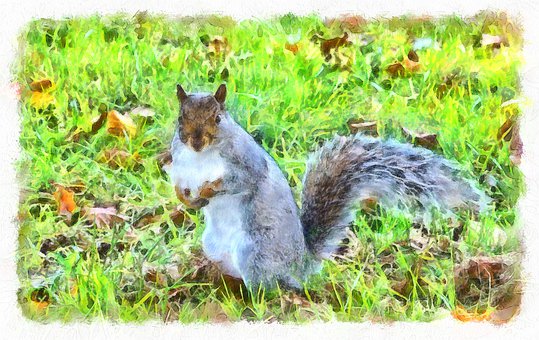 Squirel, Gras, Tierwelt