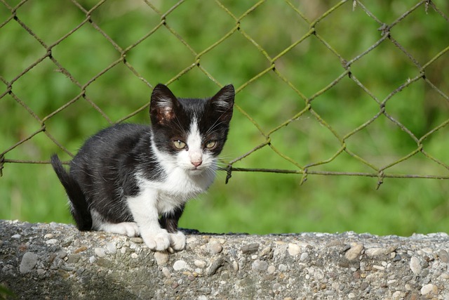 Free Cat Kitten photo and picture