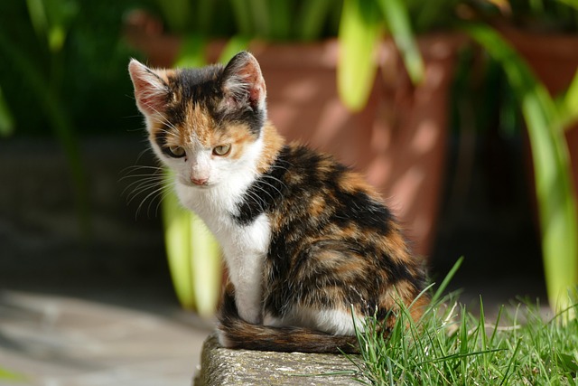 Free Cat Kitten photo and picture