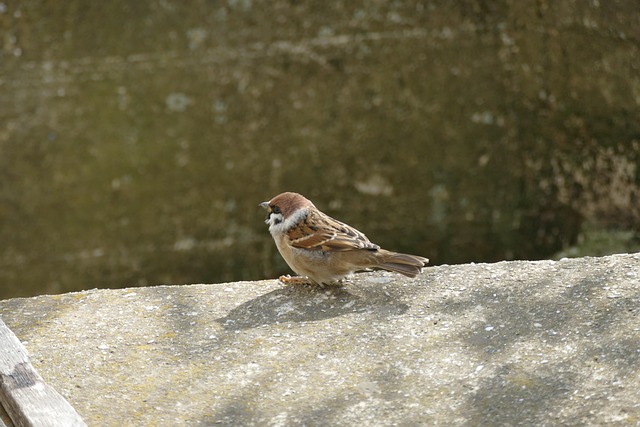 Free Sparrow Bird photo and picture