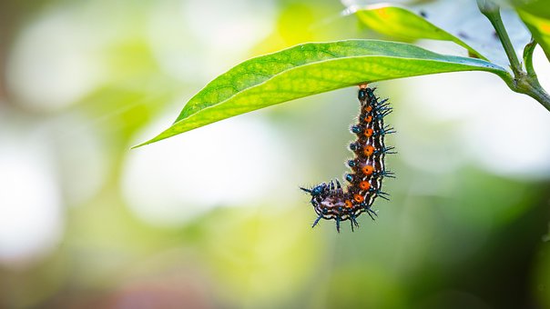 Free Caterpillar Cocoon photo and picture