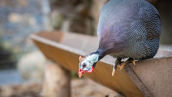Free Guinea Fowl Poultry photo and picture