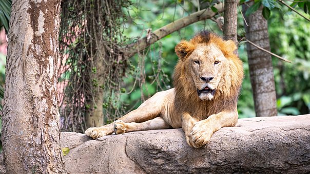 Free Lion Bali photo and picture