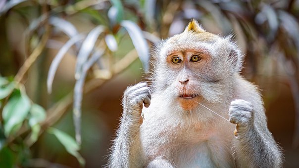 Free Monkey Flossing photo and picture