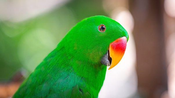 Free Red Green photo and picture