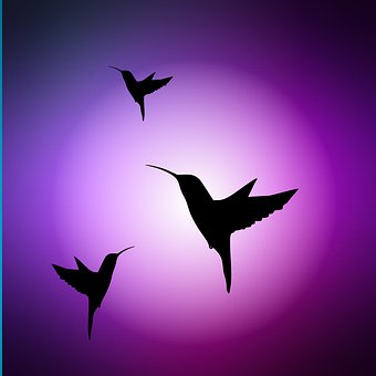 60 Gambar Kolibri Burung Gratis Pixabay