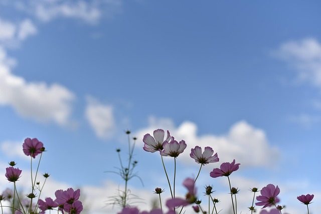 Free Cosmos Autumn photo and picture