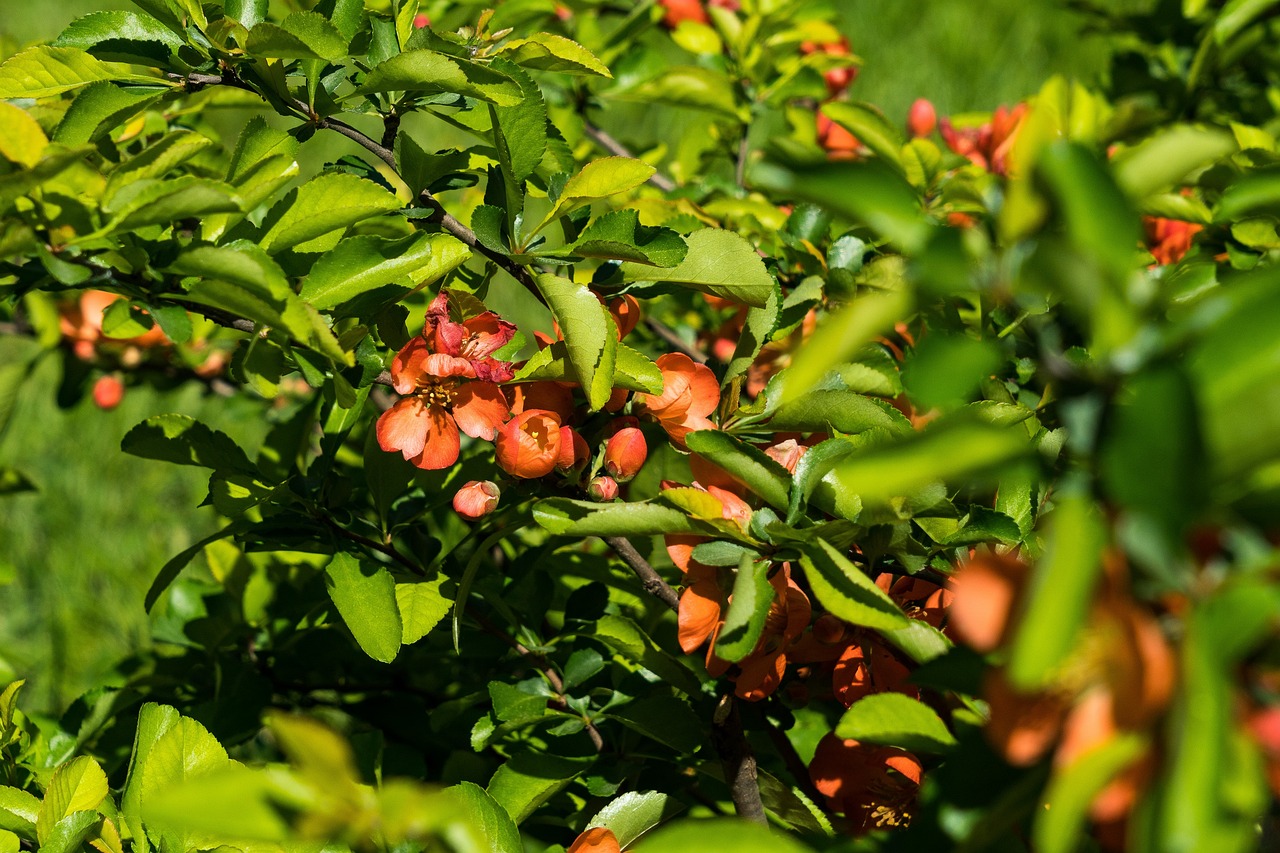 桲 盛开 春天 - Pixabay上的免费照片 - Pixabay