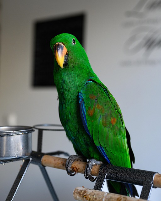 Papegaai, Eclectus Roratus, Groente
