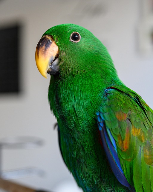 Papegaai, Natuur, Eclectus Roratus